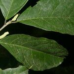 Trophis racemosa Feuille