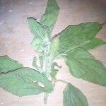 Acalypha aristata Hoja
