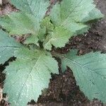 Crassocephalum crepidioides Blatt