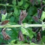 Salvia glutinosa Frucht