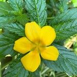 Turnera ulmifolia पत्ता