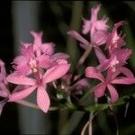 Epidendrum ibaguense Flor