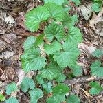 Vitis rotundifolia Blad