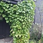 Aristolochia macrophylla Habitus