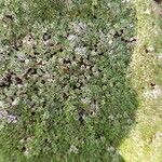 Arenaria alfacarensis Лист