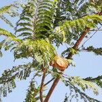 Jacaranda mimosifolia 叶