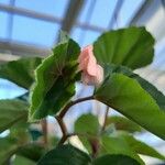 Begonia hirtella Flor