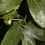 Cionosicys guabubu Foglia