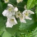 Rubus argutus Fleur
