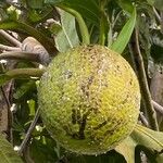 Artocarpus altilis ഫലം