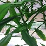 Dracaena fragrans Outro