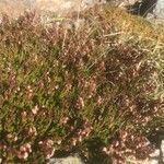 Calluna vulgarisFlower