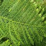 Araucaria nemorosa Hoja