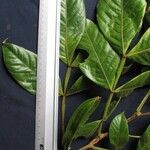Inga sapindoides Otro