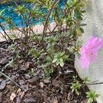 Rhododendron simsiiFlower