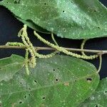 Acalypha diversifolia Otro