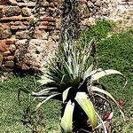 Agave sisalana Folla