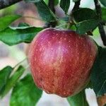 Malus domestica Fruit