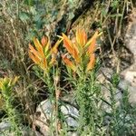 Castilleja tenuiflora Blüte