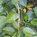 Capparis quiniflora Corteza