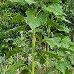 Helianthus annuusBlad