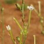 Nicotiana acuminata Агульны выгляд