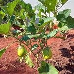 Solanum aethiopicum Frutto