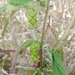 Lantana viburnoides Owoc