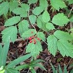 Actaea rubraFrutto