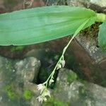 Polystachya cultriformis Лист
