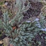 Thymus vulgaris Habit