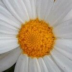 Mauranthemum paludosum Kukka