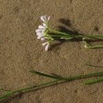 Asperula tinctoria Květ