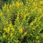 Lysimachia vulgarisFlors