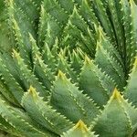 Aloe polyphylla Blad