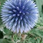 Echinops bannaticus പുഷ്പം