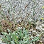 Aurinia petraea 葉