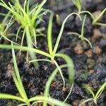 Cyperus sphacelatus Pokrój