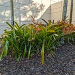 Aechmea blanchetiana Leaf