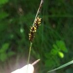 Carex panicea Цвят