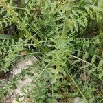 Reseda undata Leaf