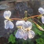 Pelargonium multibracteatum Кветка