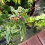 Oenothera fruticosaBlad