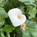 Zantedeschia aethiopicaÕis