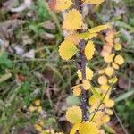 Betula nana Leaf