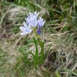 Scilla verna Flower