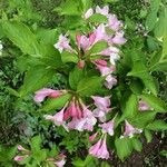 Weigela florida Облик