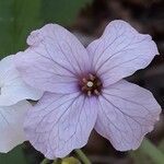 Cardamine heptaphylla Квітка