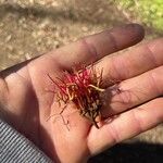 Amyema miquelii Flower