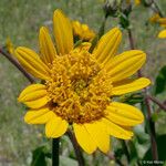 Wyethia angustifolia Flor